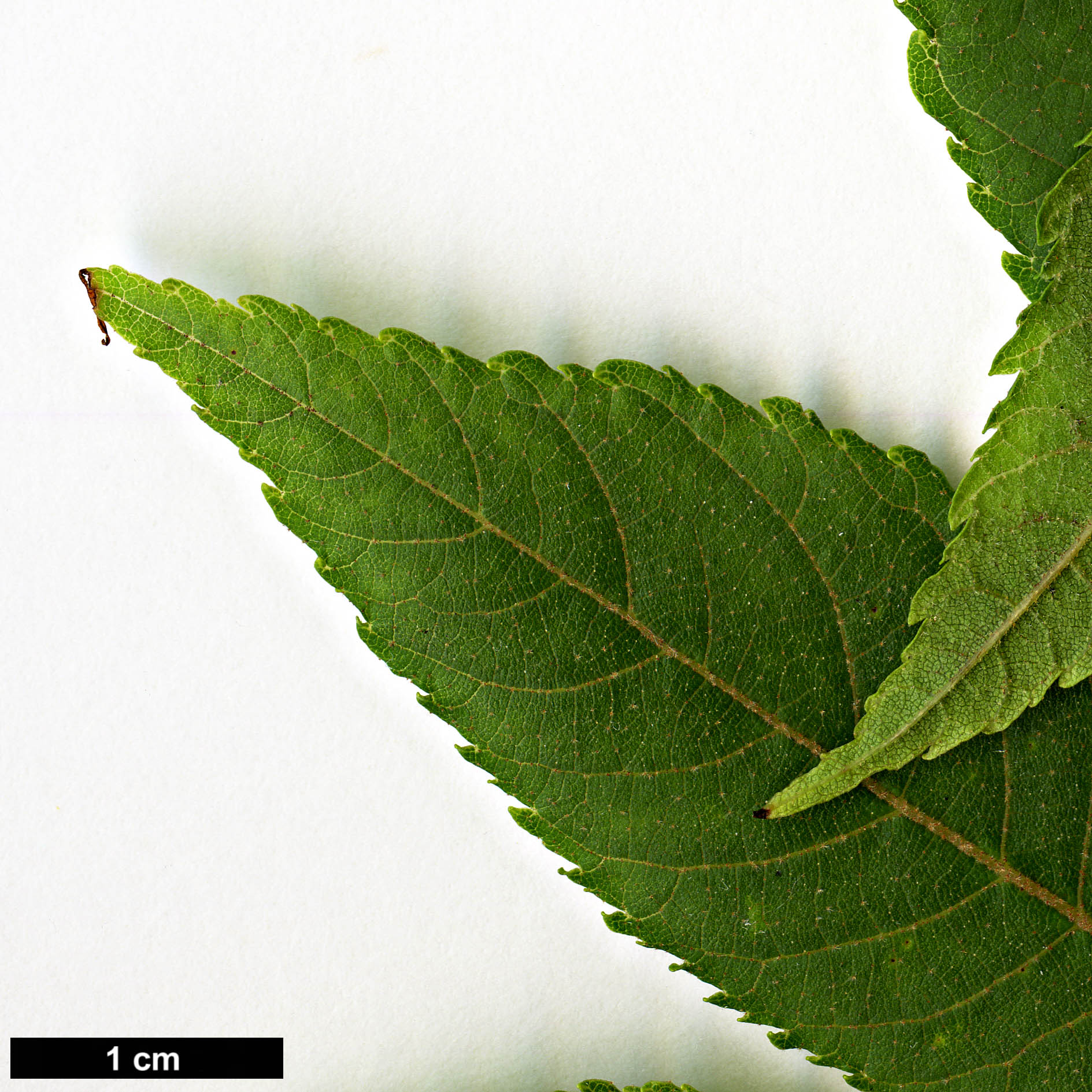 High resolution image: Family: Juglandaceae - Genus: Juglans - Taxon: mollis High resolution image: Family: Juglandaceae - Genus: Juglans - Taxon: mollis